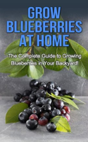 Grow_Blueberries_at_Home
