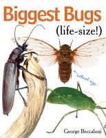 Biggest_bugs_life-size