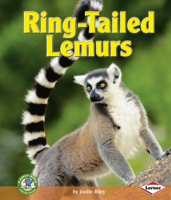 Ring-Tailed_Lemurs