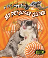 My_Pet_Sugar_Glider